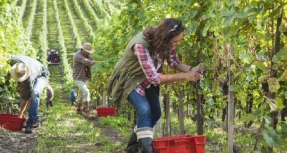 Exon&eacute;ration des travailleurs agricoles occasionnels : où en est-on ?