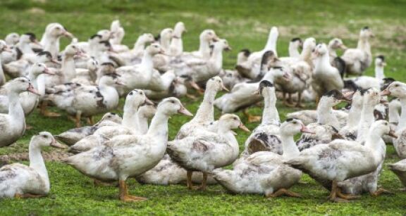 Aviculture : le risque de grippe aviaire redevient mod&eacute;r&eacute;