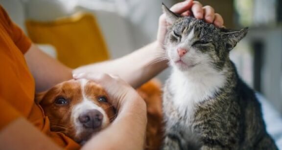 Retour &agrave; la normale pour le march&eacute; des animaux de compagnie en 2024