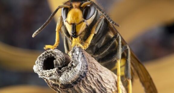 Apiculture : adoption d’un plan national de lutte contre le frelon asiatique