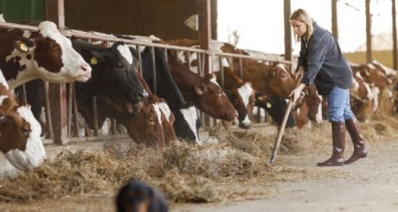 &Eacute;levage bovin : provision pour hausse de la valeur du stock de vaches