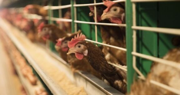 Aviculture : indemnisation des pertes dues &agrave; la grippe aviaire