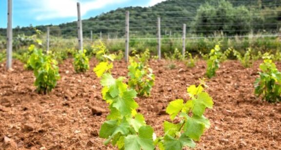 Viticulture : autorisations de plantation de vignes nouvelles pour 2025
