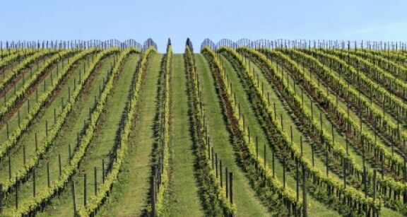 Viticulture : la superficie du vignoble mondial en recul