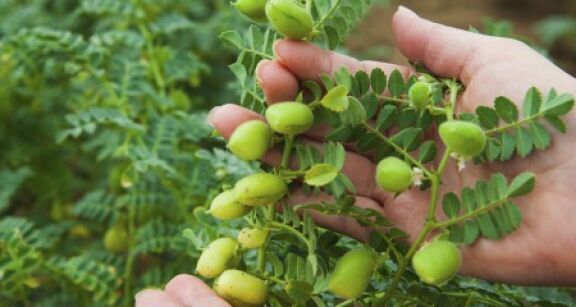 Culture de l&eacute;gumineuses : autorisation temporaire de certains produits 