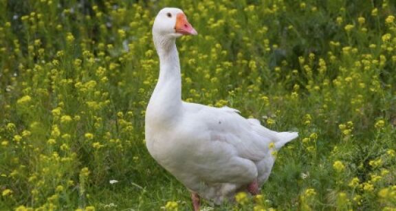 Aviculture : le risque de grippe ramen&eacute; &agrave; « n&eacute;gligeable »