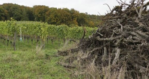 Viticulture : report de la date limite pour l’arrachage des vignes