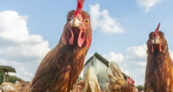 Aviculture : aide aux &eacute;leveurs de poules pondeuses affect&eacute;s par la grippe aviaire