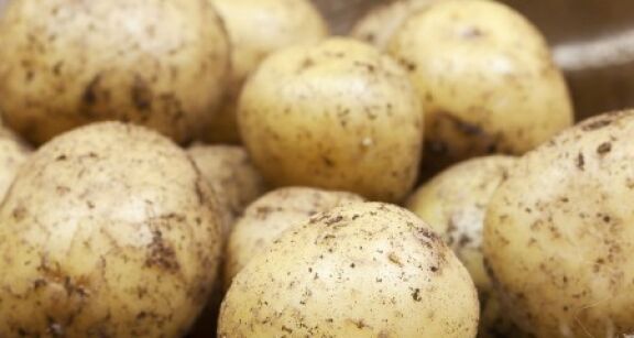 Producteurs de pommes de terre : d&eacute;clarez vos surfaces !