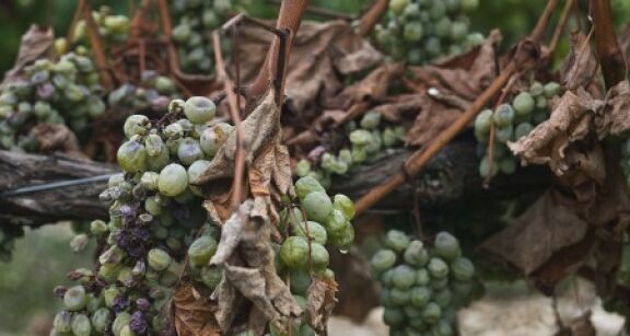 Viticulture : lutte contre la flavescence dor&eacute;e de la vigne