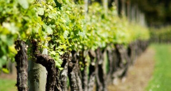 Viticulture : aide &agrave; l’arrachage de vignes m&egrave;res de porte-greffes