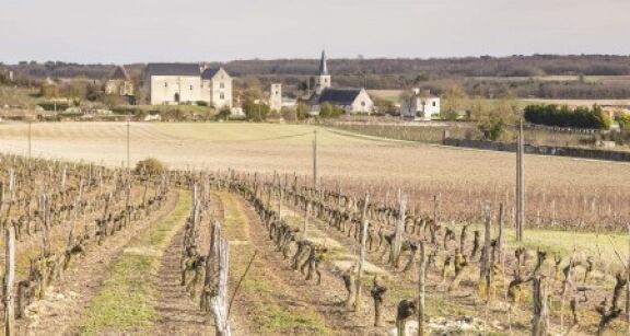Viticulture : une amende pour les d&eacute;tenteurs de vignes en friche