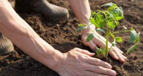 Installation progressive en agriculture : comment s’affilier &agrave; la MSA ?