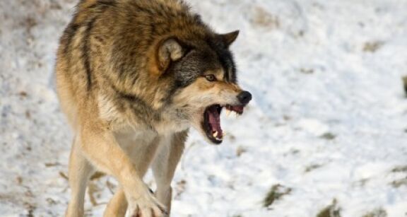 &Eacute;levages bovins et &eacute;quins : tirs de d&eacute;fense des troupeaux contre les loups