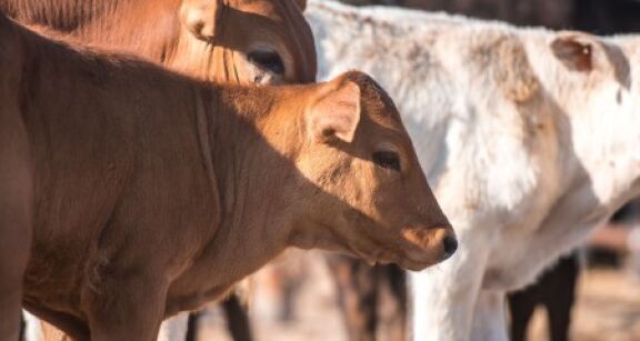 &Eacute;levage bovin : indemnisation des &eacute;leveurs impact&eacute;s par la dermatose nodulaire contagieuse
