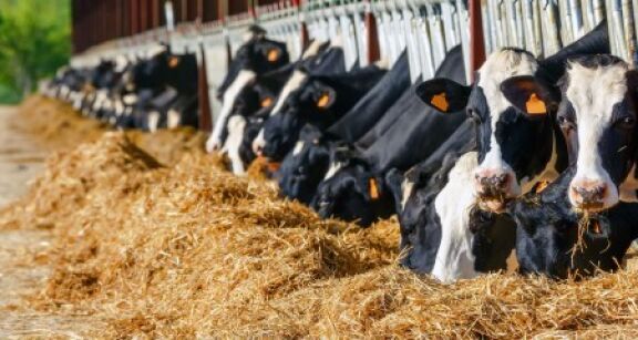Agriculture : ce que pr&eacute;voit la loi Duplomb