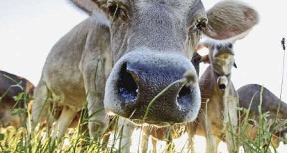 &Eacute;levage bovin : d&eacute;pistage de la tuberculose bovine