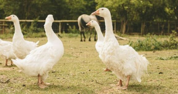 Aviculture : all&egrave;gement des mesures de pr&eacute;vention contre la grippe aviaire