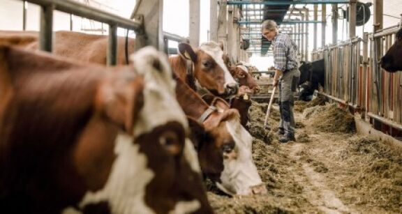 Elevage bovin : une nouvelle zone r&eacute;glement&eacute;e pour la DNC