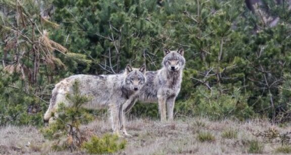 &Eacute;levages bovins, ovins, caprins : tirs de d&eacute;fense contre les loups