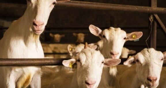 &Eacute;levages bovins, ovins et caprins : montant des aides Pac 2025