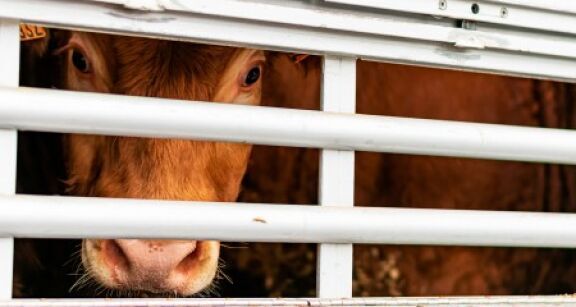 La future r&eacute;glementation europ&eacute;enne sur le transport des animaux &agrave; l’arr&ecirc;t ?