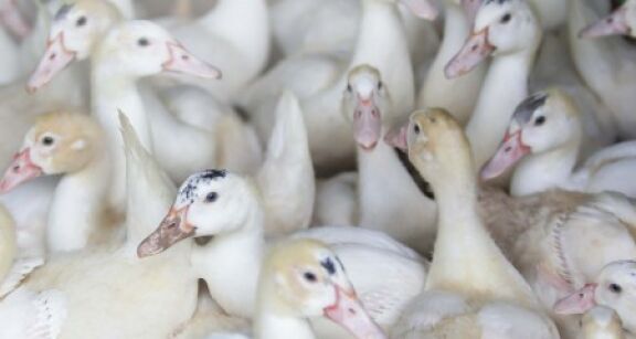 Aviculture : le risque de grippe aviaire redevient « &eacute;lev&eacute; » !