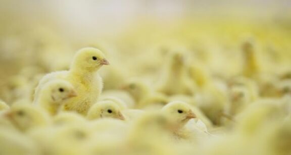 &Eacute;levage de poules pondeuses : financement de l’ovosexage