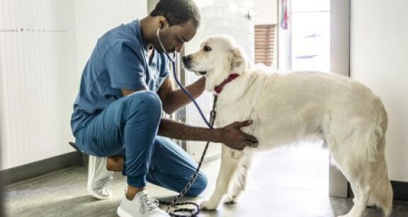 V&eacute;t&eacute;rinaires : une &eacute;tude sur la sant&eacute; au travail des praticiens