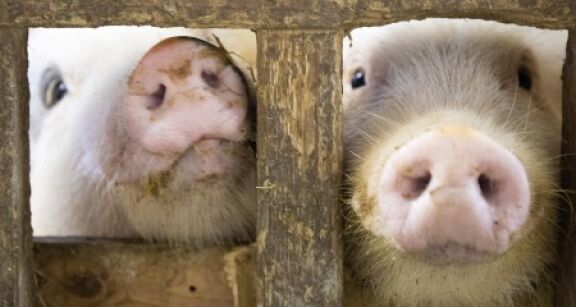 &Eacute;levage porcin : un accord France-Japon en cas de peste porcine africaine