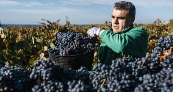 Viticulture : plus que quelques semaines pour la d&eacute;claration de r&eacute;colte !