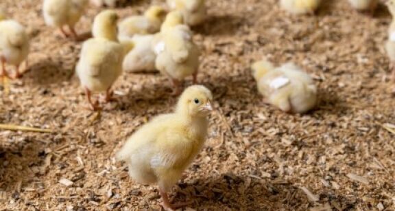 Aviculture : aide aux &eacute;leveurs impact&eacute;s par la grippe aviaire