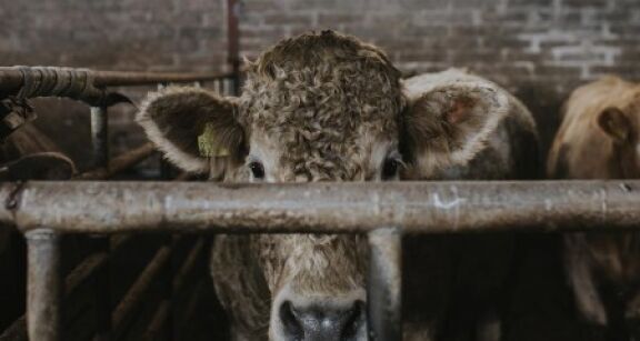 &Eacute;levage bovin : abattage s&eacute;lectif en cas de tuberculose bovine