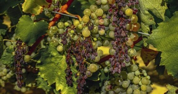 Viticulture : un plan national de sortie de crise