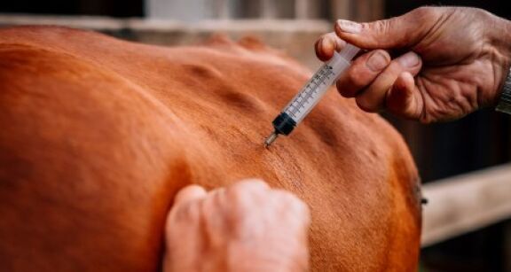 &Eacute;levage bovin : renforcement de la lutte contre la dermatose nodulaire