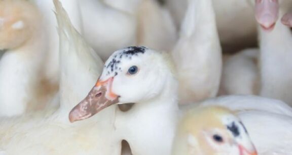 Aviculture : aide aux &eacute;leveurs impact&eacute;s par la grippe aviaire 2024-2025