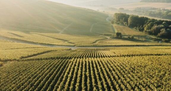 Viticulture : dispense d’affiliation &agrave; la MSA de certains bailleurs &agrave; m&eacute;tayage