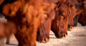 Elevages bovins, porcins et de volailles : all&egrave;gement de la proc&eacute;dure d’installation des b&acirc;timents