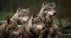 Élevage : assouplissement de la réglementation des tirs contre les loups