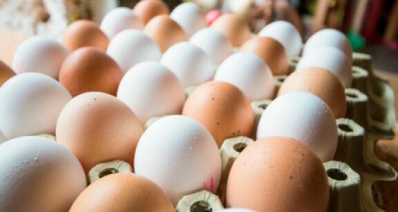 Aviculture : dépistage des salmonelles dans les élevages de poules pondeuses