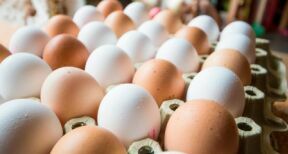 Aviculture : dépistage des salmonelles dans les élevages de poules pondeuses
