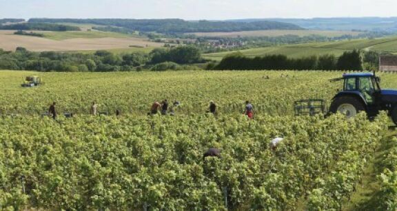 Travailleurs agricoles occasionnels : option pour la réduction générale dégressive unique