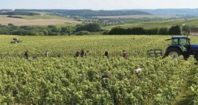 Travailleurs agricoles occasionnels : option pour la réduction générale dégressive unique