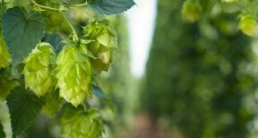 Cultures végétales : montant de certaines aides couplées 2025