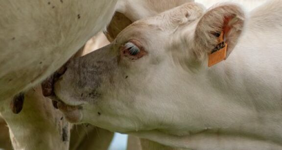 Élevage bovin : aide aux veaux sous la mère et aux veaux bio 2025