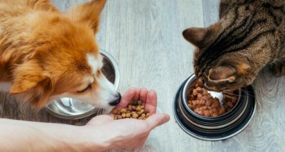 Marché des animaux de compagnie : la croissance marque le pas en 2025