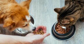 Marché des animaux de compagnie : la croissance marque le pas en 2025