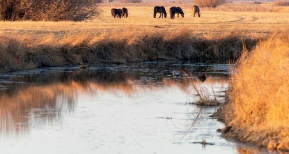 Environnement : appel à projets Mission Nature consacré à la biodiversité