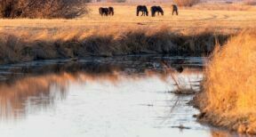 Environnement : appel à projets Mission Nature consacré à la biodiversité