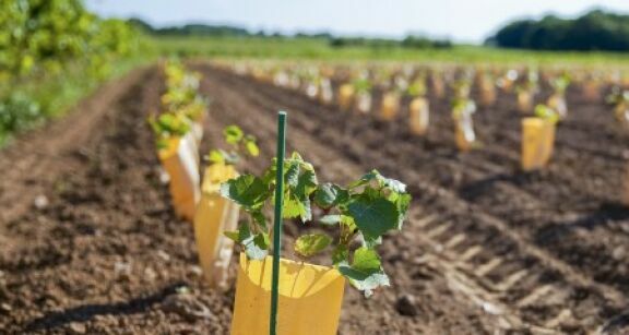 Viticulture : aide à la restructuration et à la reconversion du vignoble